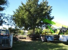 Kwikfynd Tree Management Services
bellbirdpark